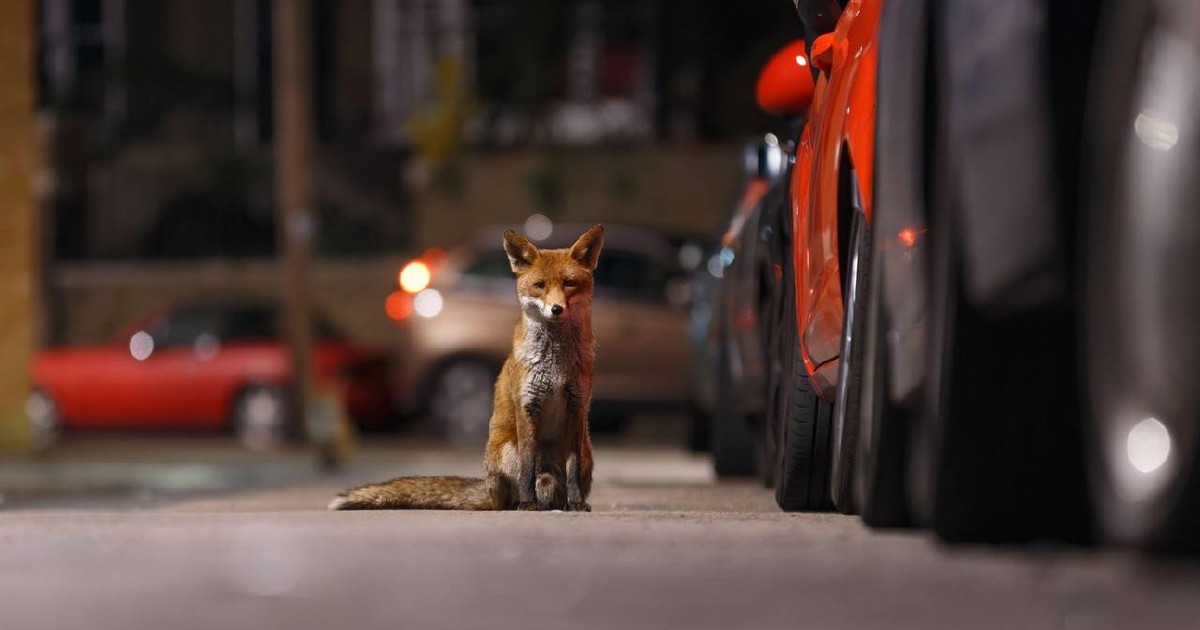 O vulpe stă cuminte într-o parcare, alături de mai multe mașini, semn că s-a obișnuit cu viața urbană
