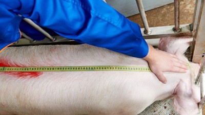 Medic veterinar care măsoară lungimea unui porc