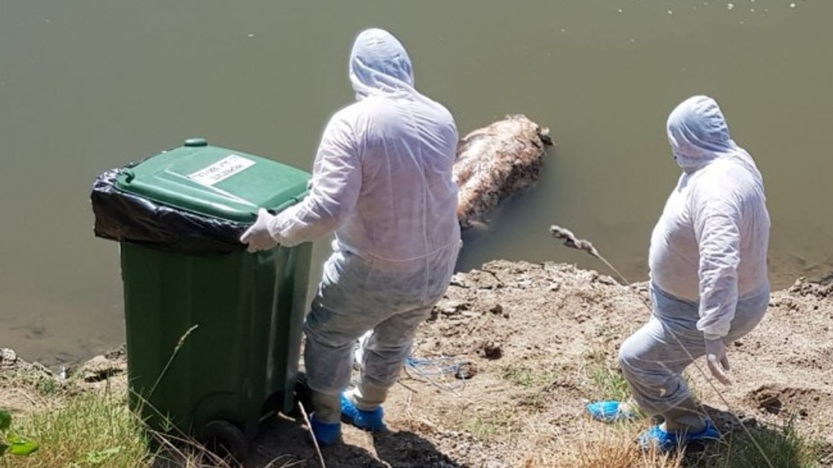 Cadavrul unui porc plutea pe râul Mureș, la Arad. Cadavrul porcului mort de pe râul Mureș, în Arad