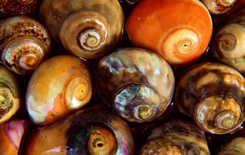 Analgezic la fel de eficient ca morfina obţinut din veninul melcilor de mare
