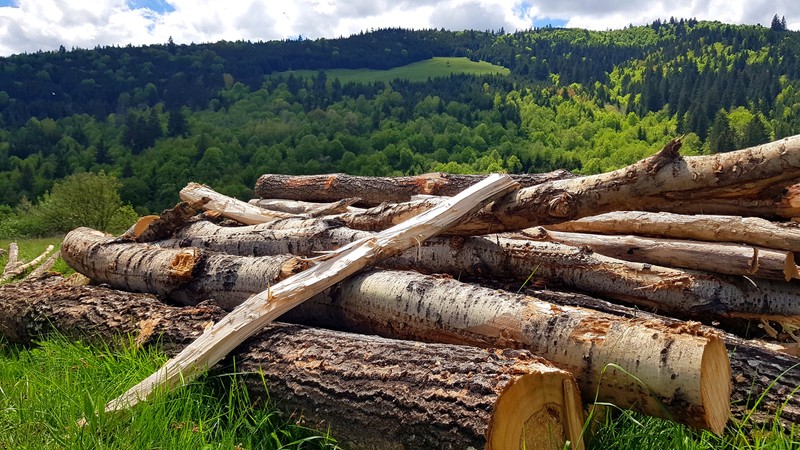 Copaci tăiaţi şi depozitaţi pe marginea unui drum naţional care trece prin judeţul Harghita