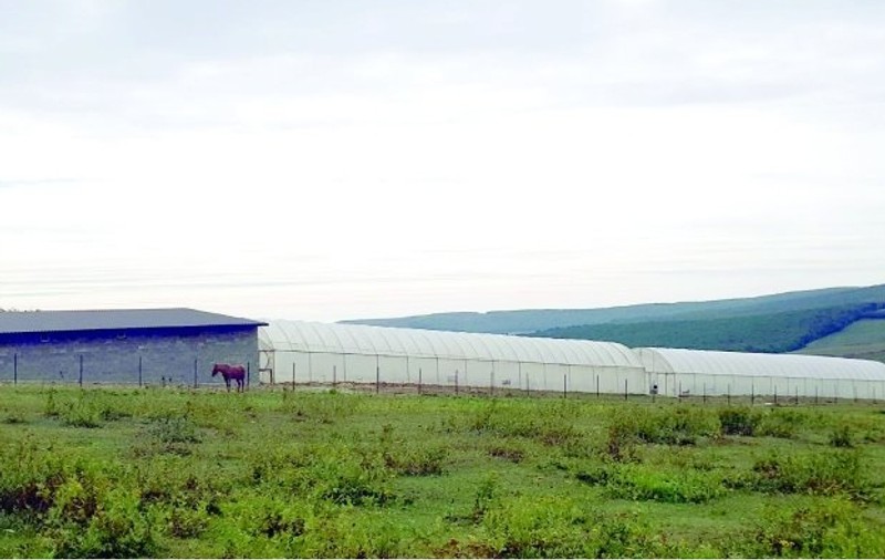 O plantație de canabis a fost descoperită lângă o mânăstire cunoscută din Moldova! "Patronii" italieni și spanioli au angajat săteni români să aibă grijă de cultura specială