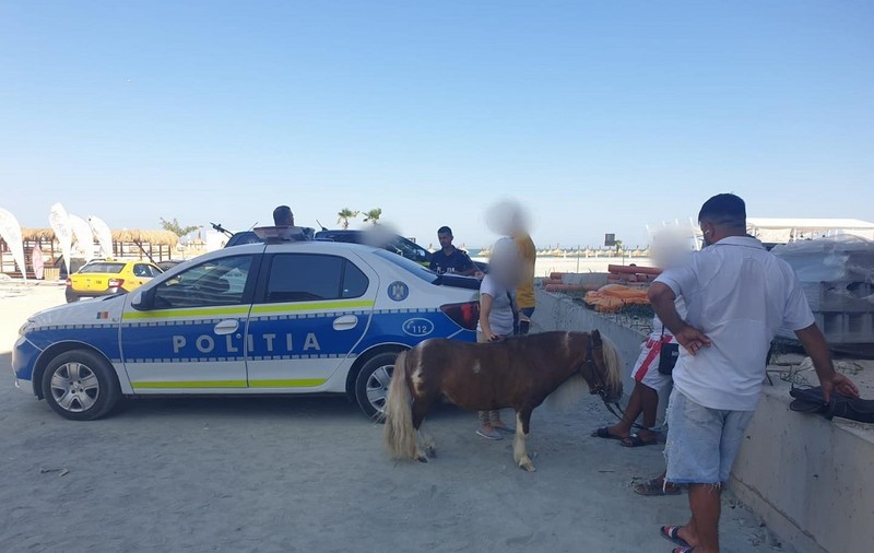 Doi ponei „apatici și deshidratați”, plimbați pe plajă ca să-i pozeze turiștii, în Mamaia, au fost salvați de polițiști