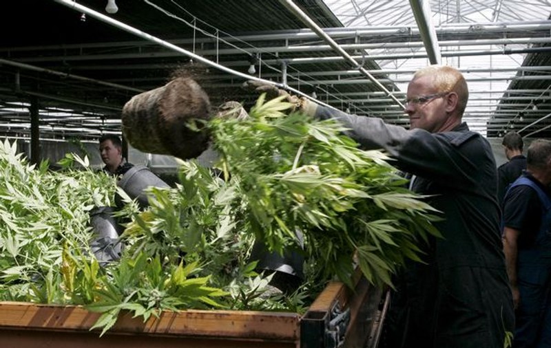 Canabisul, legalizat în Cehia. Vezi în ce scopuri ar putea fi cumpărat!
