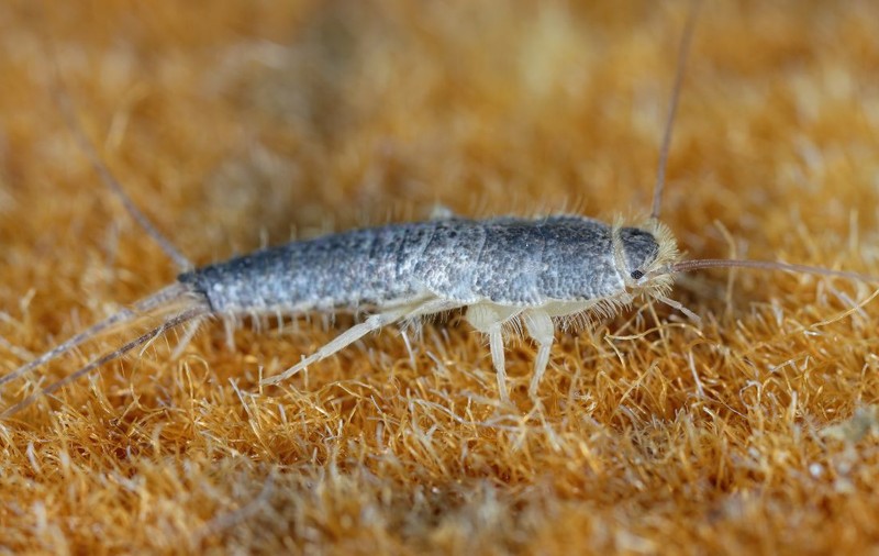 Dacă vezi această insectă în baie, ia măsuri imediat. Cât de periculoase sunt și cum scapi de ele