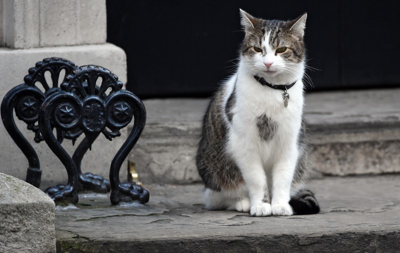 Ce se va întâmpla cu motanul Larry după ce David Cameron va părăsi reședința de pe Downing Street 10