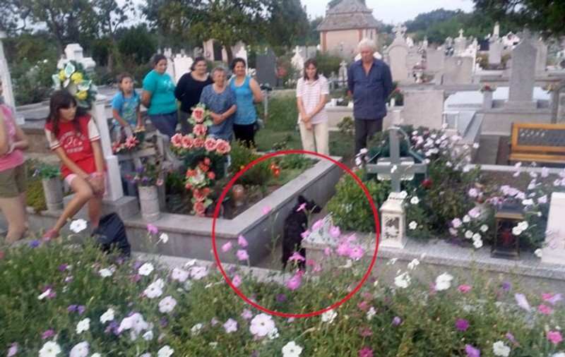 Un câine a fost îngropat de viu intenționat într-un cavou din cimitir. Explicația uluitoare a groparilor, care și-au recunoscut fapta