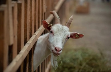 Una dinte căprițele năzdrăvane de la ferma vasluiană pare curioasă de musafiri