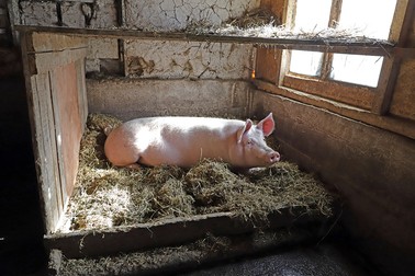 Oameni și animale trăiesc în același grajd
