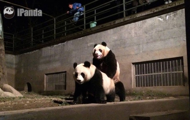 Noua pasiune e chinezilor: Canal de filme porno cu urși panda
