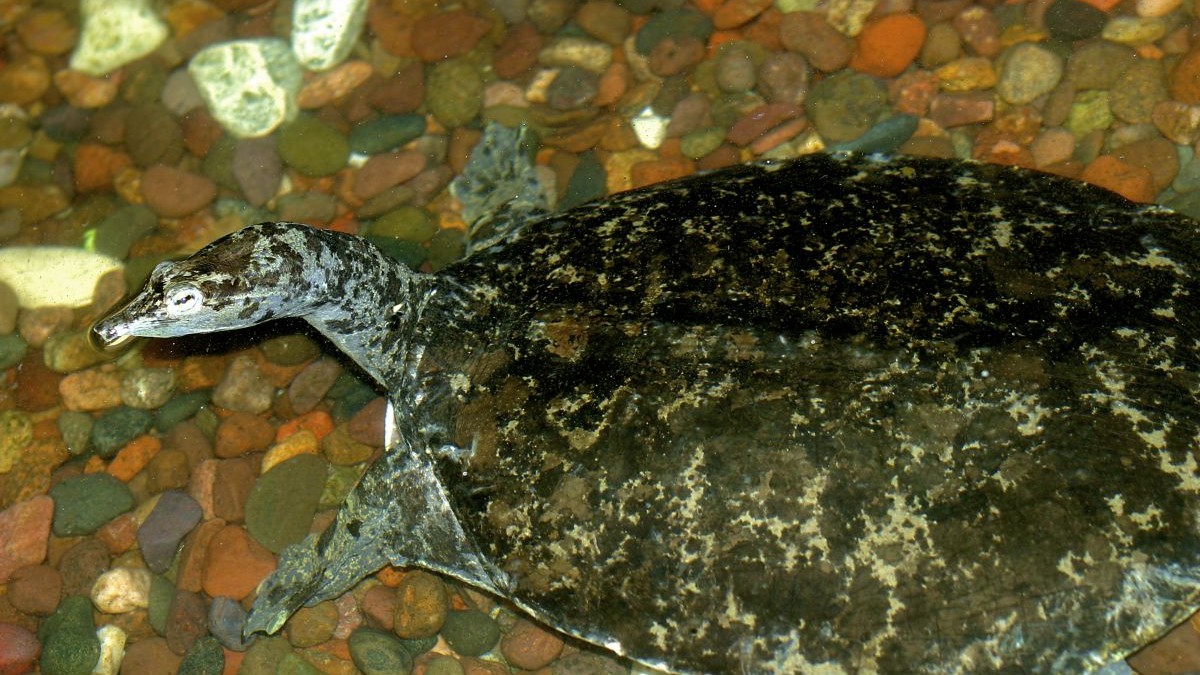 Țestoasă estică cu carapace moale spinoasă în apă la reperul național The Grove, Glenview, Illinois, SUA