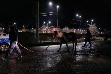 Caii au fost mânaţi până la locul unde puteau ajunge maşinile