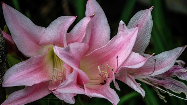 Ghid complet pentru îngrijirea florii Amaryllis în ghiveci: cum se plantează corect bulbul, secretul udării și ce trebuie să faci după ce florile s-au ofilit. Foto: Hepta