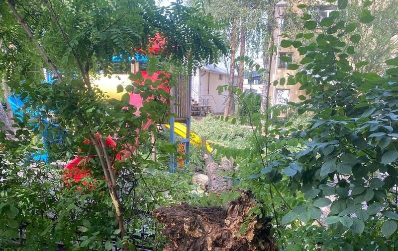 Un copil a fost rănit la locul de joacă după ce un copac s-a rupt şi a căzut peste el, la Suceava. FOTO