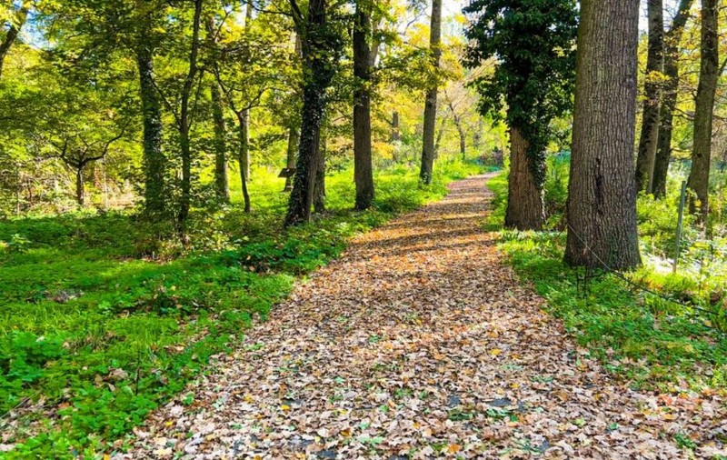 Pădurea Verde din Timișoara devine parc național. Primăria vrea să încheie un acord cu Romsilva