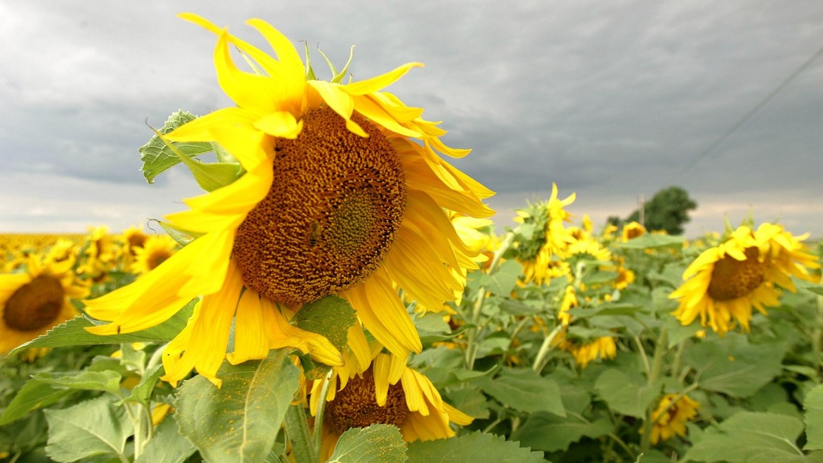 Bulgaria a cumpărat 400.000 de tone de floarea soarelui din Mercosur, iar calitatea produselor la prețuri mici este incertă