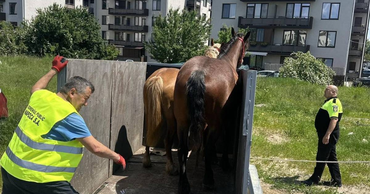 Poză cu cei doi cai într-o remorcă, în Florești, județul Cluj