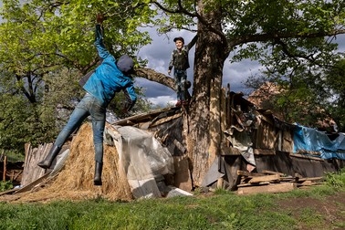 Petruţ şi Iliuţă fac acrobaţii pe ramurile nucului