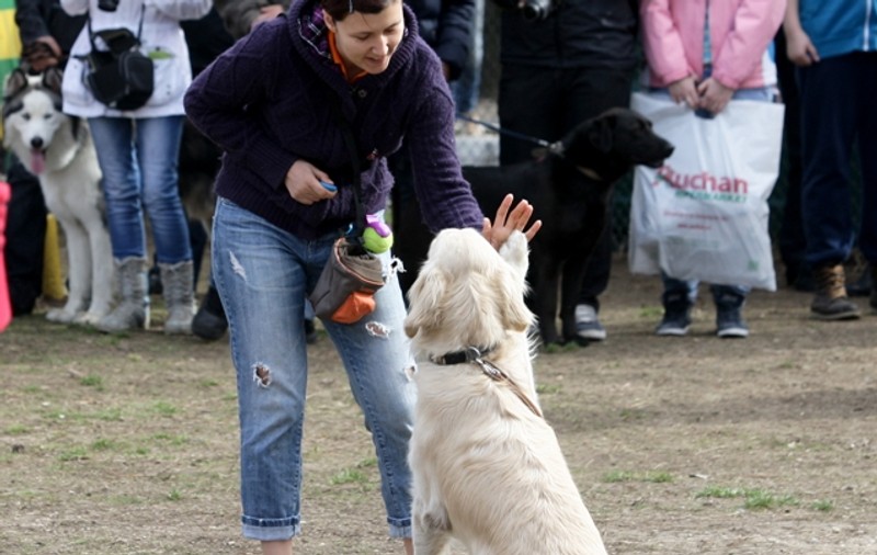 Adu-ţi căţelul la o prezentare de modă în parc!