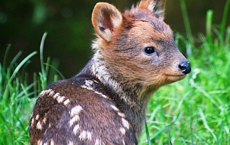 Ai văzut ceva mai simpatic?! Așa arată un pui de pudú, cel mai mic cerb din lume
