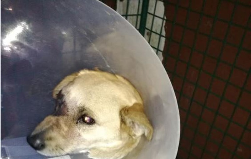 Cruzime de neînchipuit la Satu Mare: niște indivizi au băgat o petardă în gura unui câine! Reacția poliției