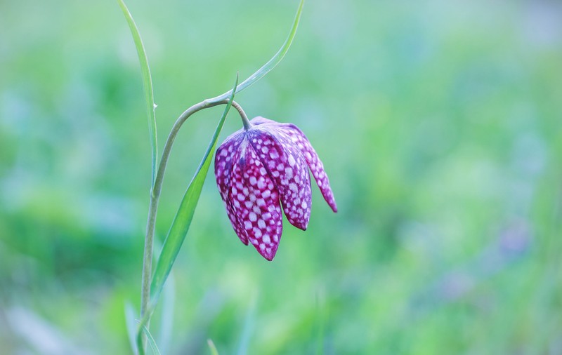 Laleaua pestriță - plantare și îngrijire. Cum poți cultiva una dintre cele mai rare flori