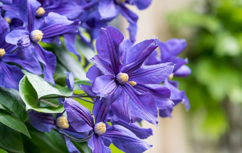 Clematita. Cum să plantezi și să ai grijă de această plantă