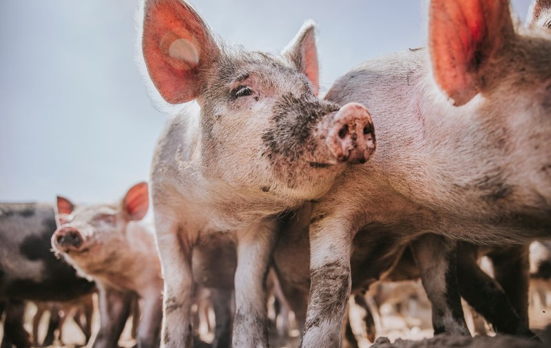 20 de euro de fiecare porc vor primi crescătorii de suine din România. Cum se dau banii