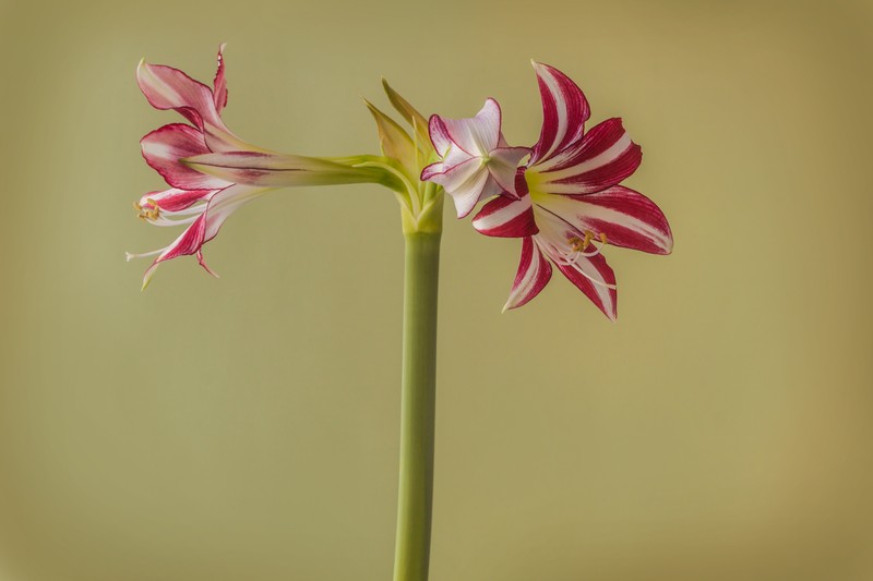 Amaryllis hibrid violet și alb