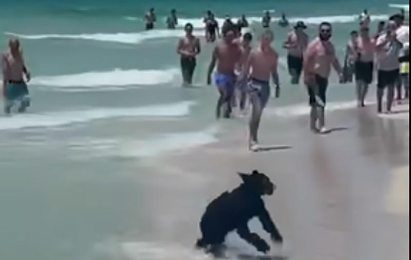 Pui de urs filmat în timp ce înoată și iese pe o plajă plină cu turiști, în Florida