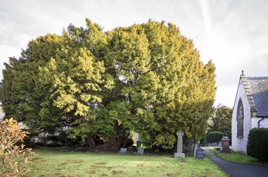 Llangernyw Yew