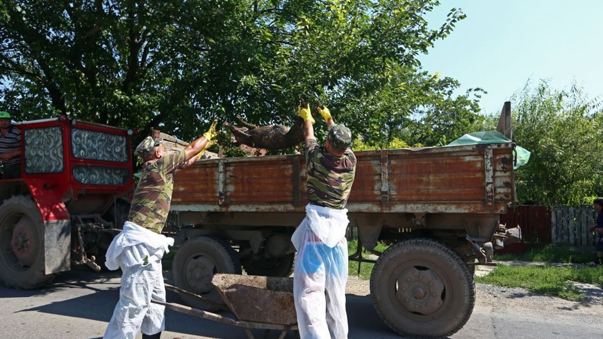 Peste 28.500 de animale au fost sacrificate până acum în gospodăriile oamenilor din județul Brăila