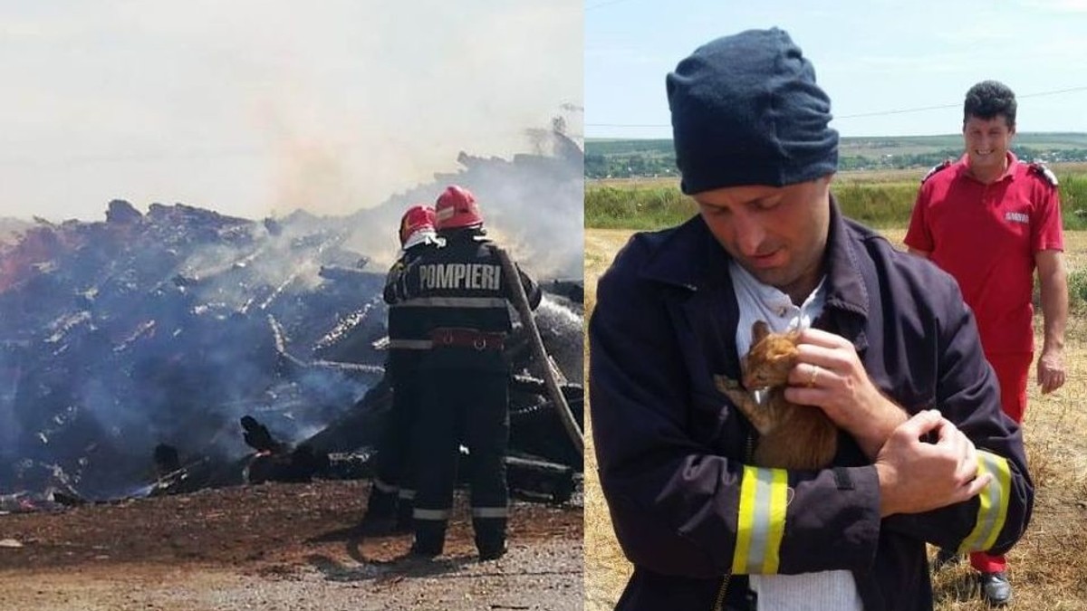 Pompierii vasluieni au salvat, riscându-și viața, trei pui de pisică