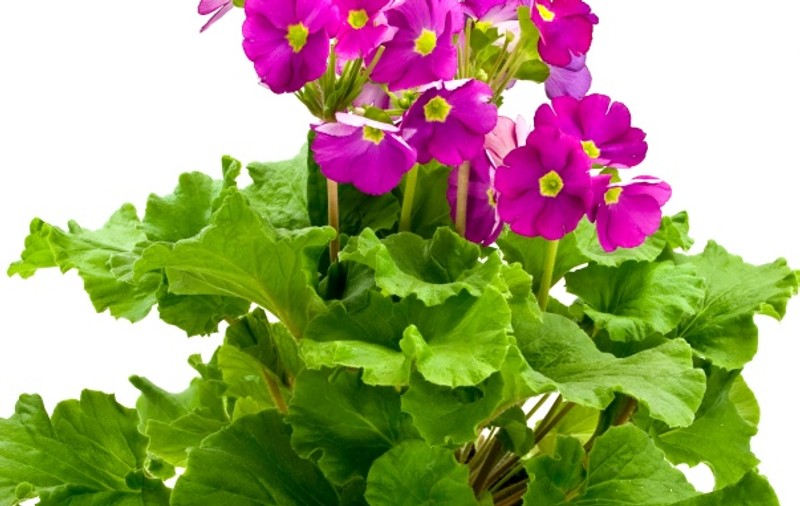 PLANTE spectaculoase şi rezistente