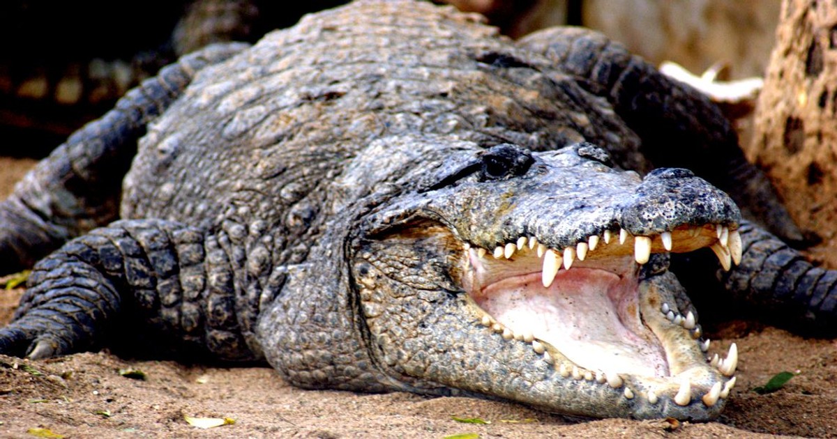 Un crocodil a ucis o mamă și pe copilul ei în vârstă de cinci luni