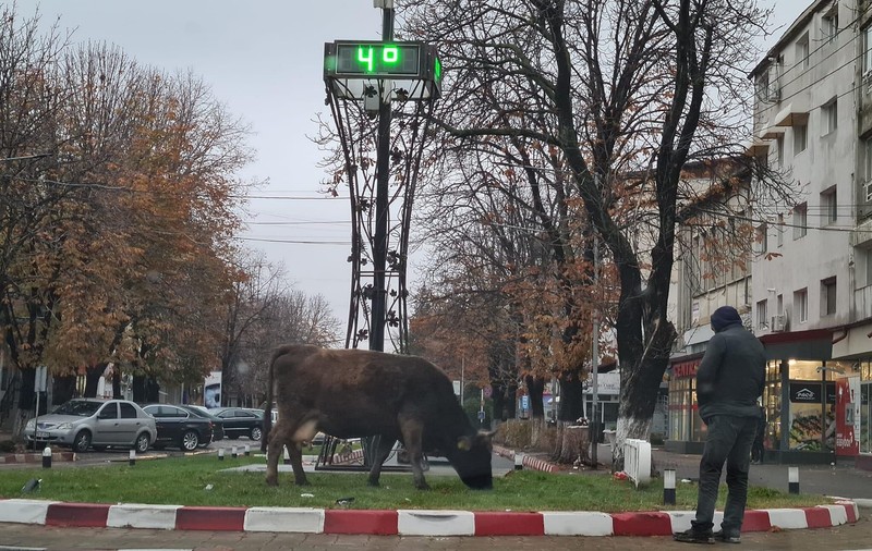 Vacă fotografiată la păscut în centrul orașului Odobești, din Vrancea. „E de la primărie, tunde iarba!”
