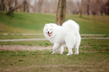 Cei mai frumoși câini - Samoyed