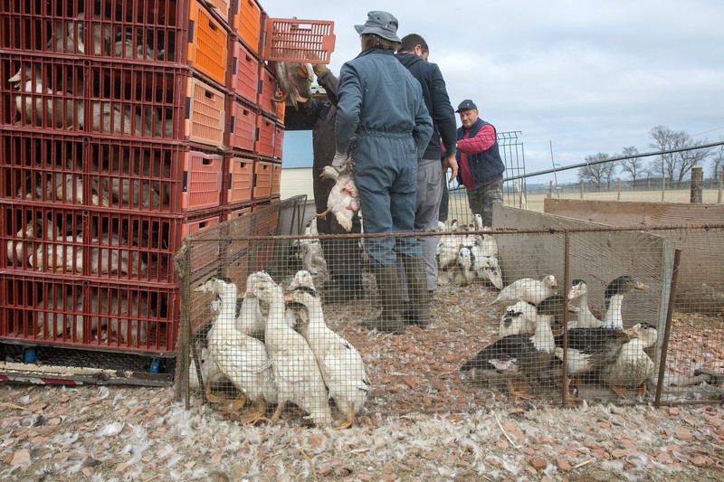Ministerul francez al Agriculturii a anunțat, marți, că pentru a opri răspândirea gripei aviare în crescătorii, peste 200.000 de rațe au fost sacrificate, iar alte 400.000 vor avea aceeași soartă.foto: EPA