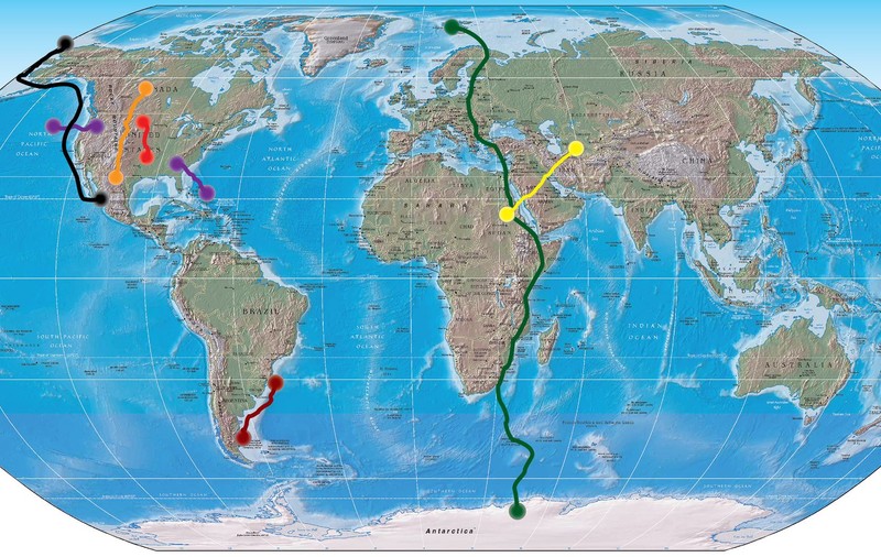 Zboară 64.000 km în căutarea hranei