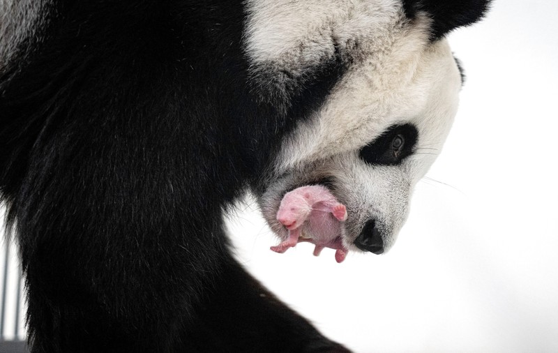 Primul pui de panda uriaș născut vreodată în Rusia este o femelă