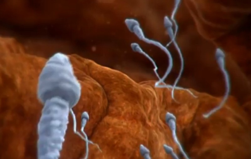 Studiu: Fumatul de marijuana face spermatozoizii mai leneși și provoacă infertilitate