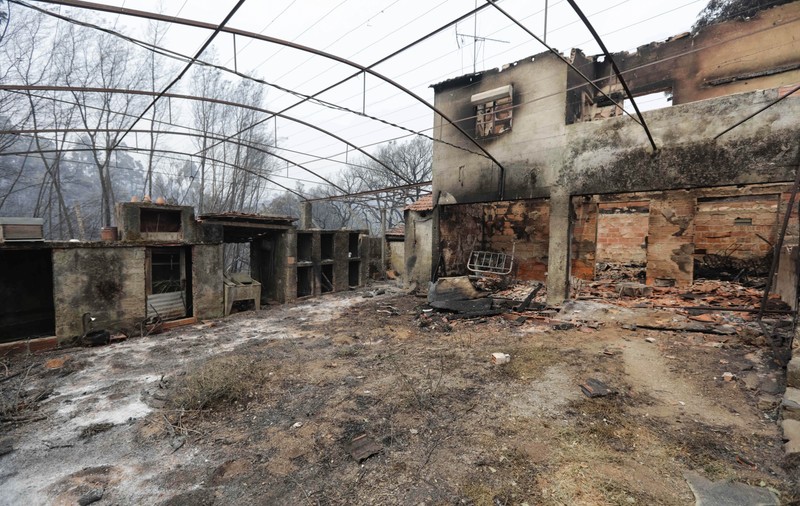 Incendii în Portugalia | 12 oameni au supraviețuit după ce s-au refugiat într-un rezervor cu apă