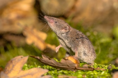 Virusul LayV a fost descoperit virusul predominant la chițcani. | Foto: 123rf.com
