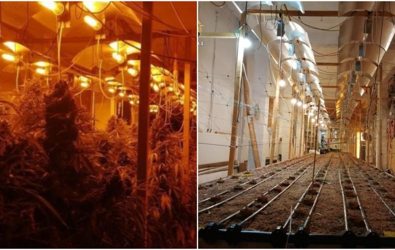 Bărbat prins cu 61 de kilograme de canabis şi 131 de plante cultivate într-o hală din București