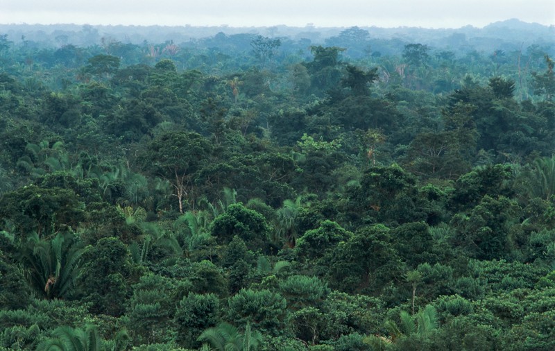 Pădurile tropicale devin tot mai vulnerabile la insecte și ciuperci dăunătoare din cauza încălzirii globale - studiu