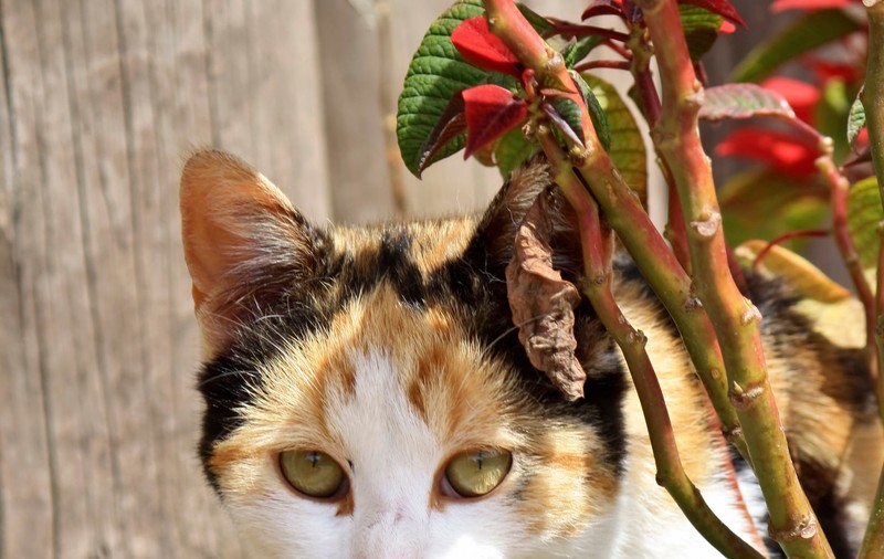 8 soluţii naturale care pun pe fugă un motan marcator. Aşa îl faci să nu mai ”stropească” prin casă