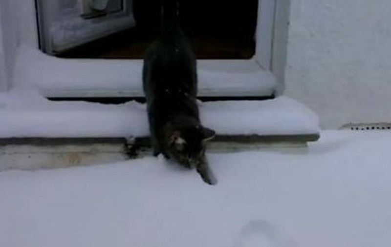FUNNY! Cum reacționează un motan care vede prima dată zăpada | VIDEO