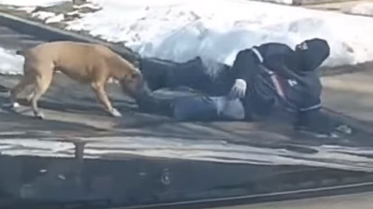 Un poștaș a fost atacat de un câine extrem de agresiv. Momentul terifiant a fost filmat