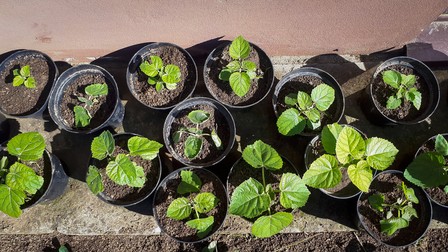 Răsaduri și butași de Paulownia
