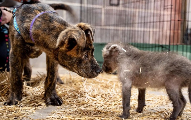 Un pui de lup orfan și un câine abandonat sunt de neseparat. Povestea unei prietenii neașteptate
